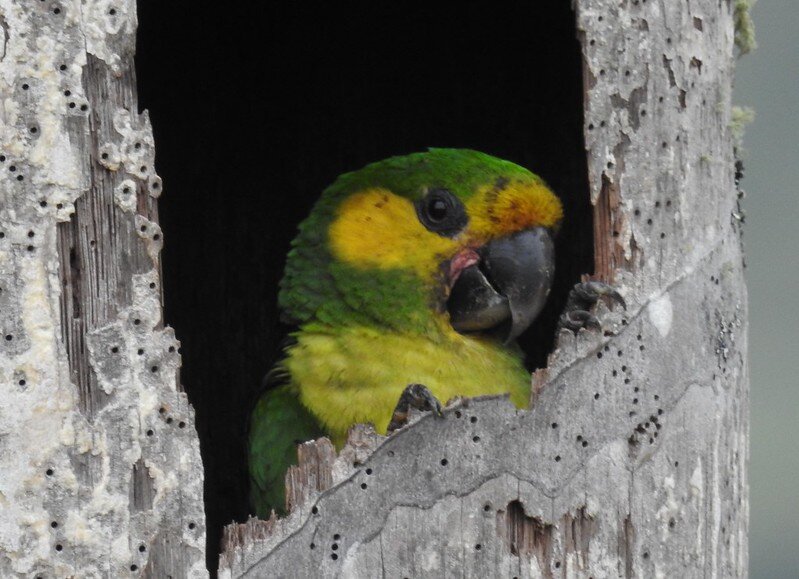Future in Flight: Protecting Yellow-eared Parrots