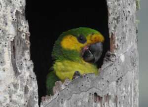 Future in Flight: Protecting Yellow-eared Parrots
