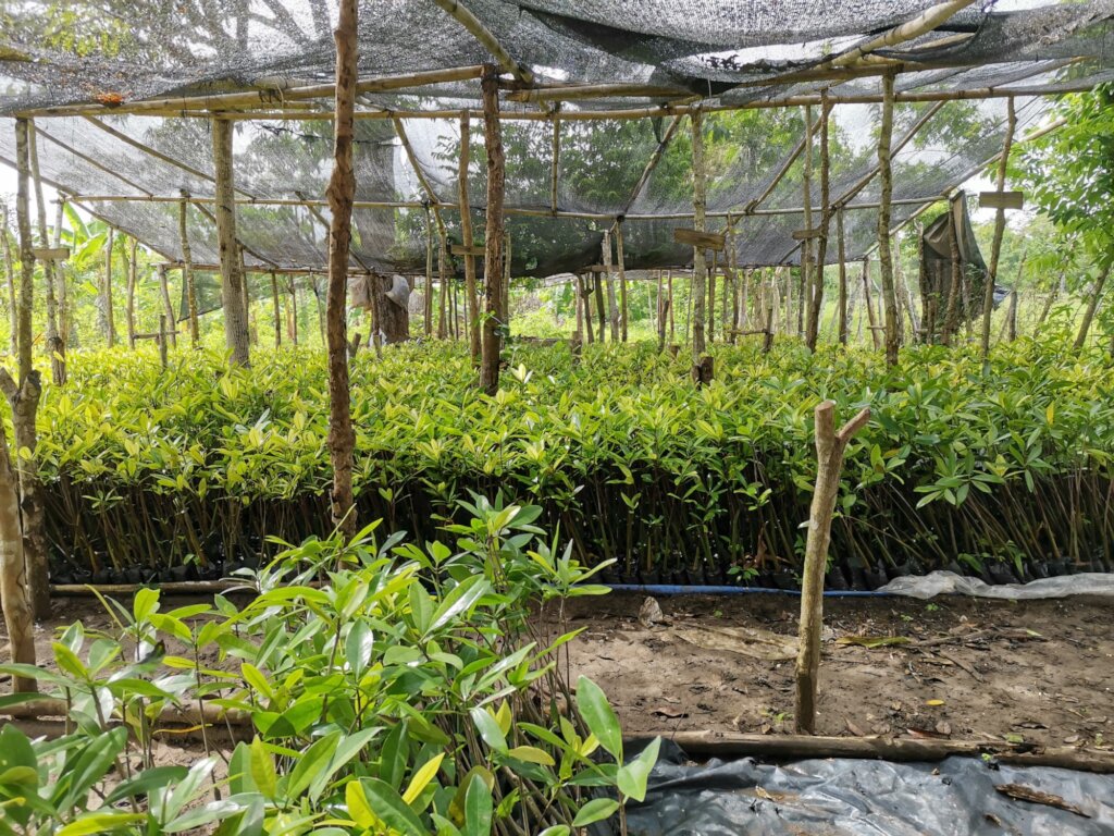 Save the Mangroves, Protect Life