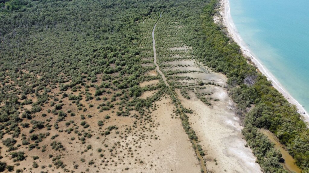 Save the Mangroves, Protect Life