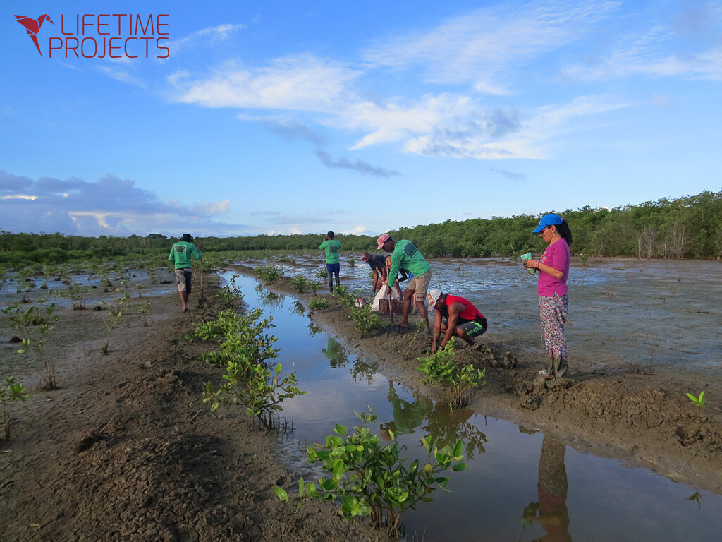 Save the Mangroves, Protect Life