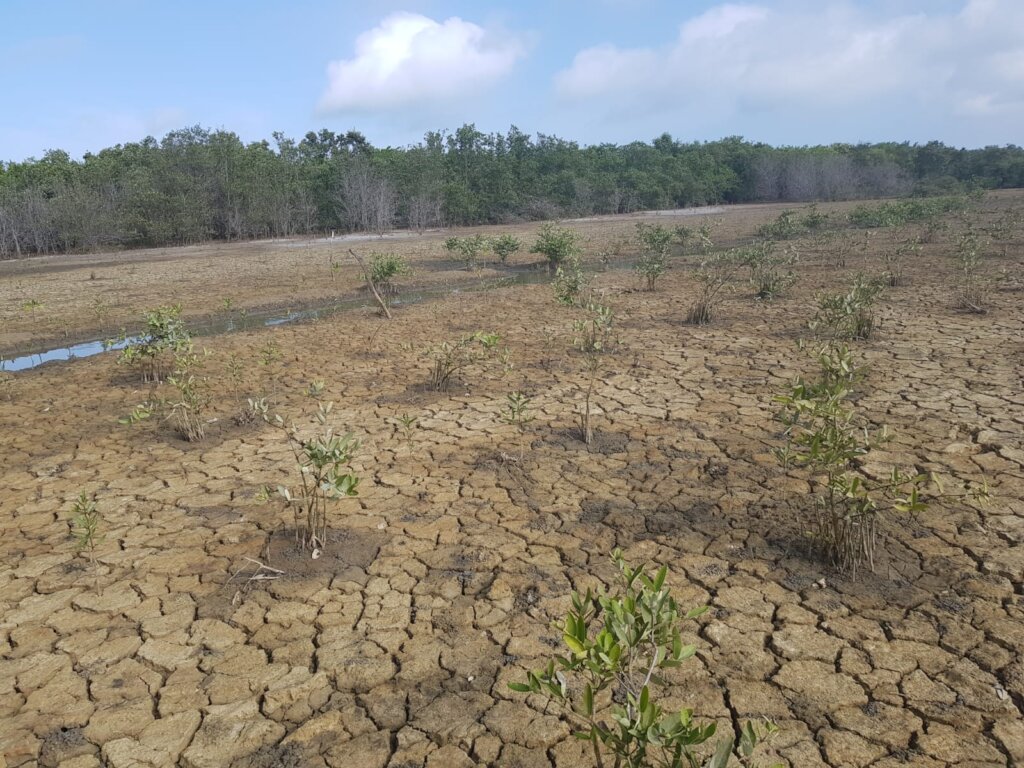Save the Mangroves, Protect Life