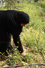 Tending to the new thyme crop