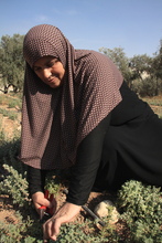 Palestinian woman harvesting time