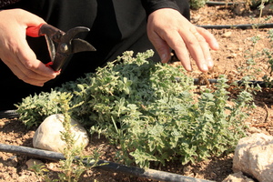 Thyme growing in the field
