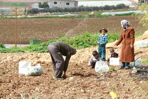 Participants working on their thyme gardens