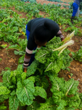 Harvesting