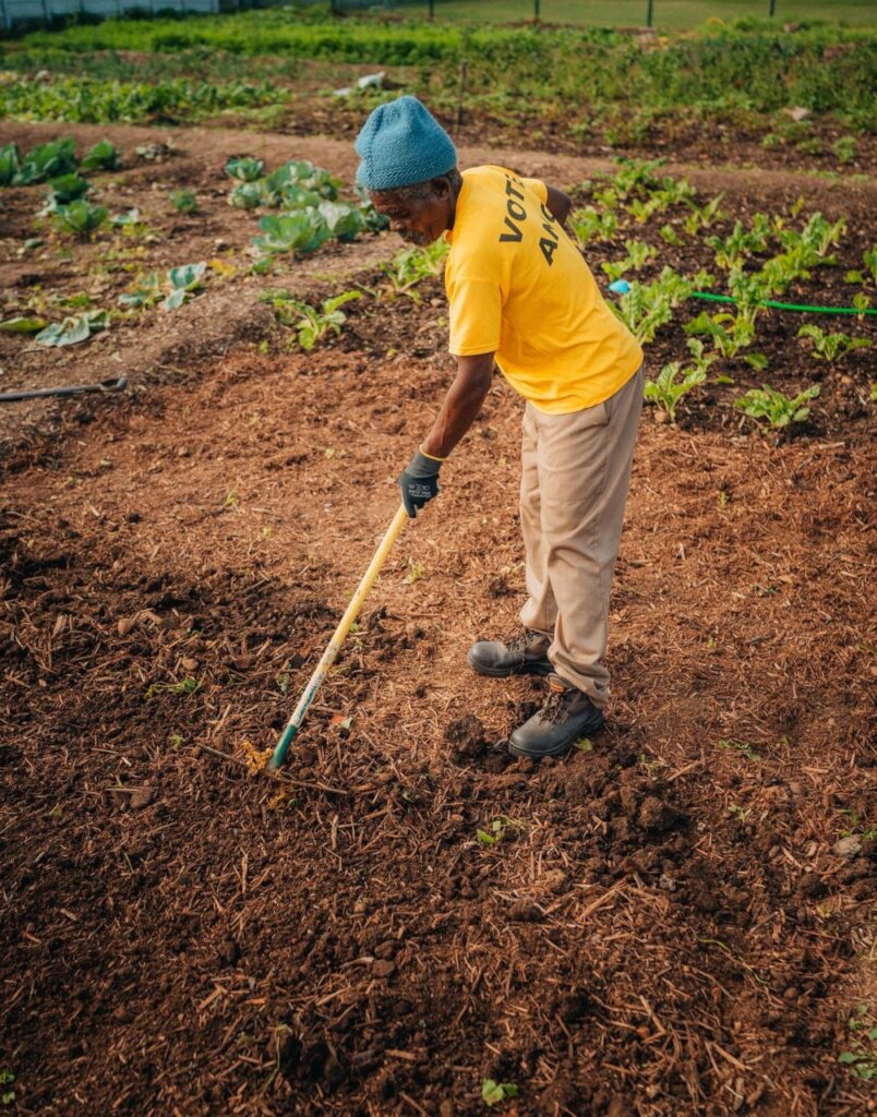 Preparing the land for planting