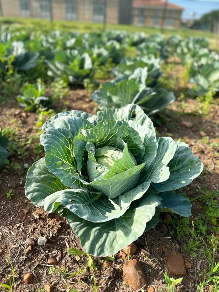 Love Gardens - A Sustainable Answer to Hunger