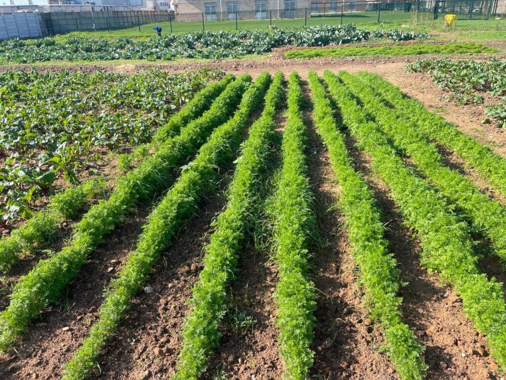 Love Gardens - A Sustainable Answer to Hunger