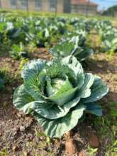 Cabbage growing in the garden