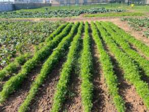 Carrots, beetroot and cabbage growing beautiful