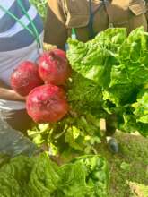 Freshly harvested beetroot