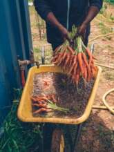 Freshly harvested carrots