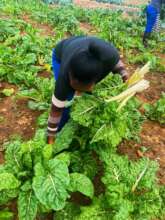 Harvesting spinach