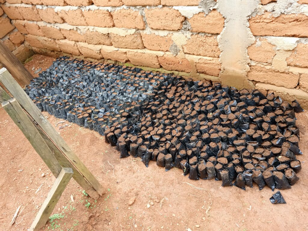 Kids For Trees: Sowing Seeds of Sustainability