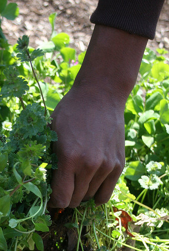Save Black Farmers