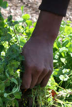 When farmers can produce