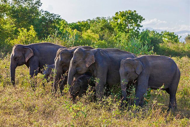HELP SAVE THE WILD ELEPHANTS IN SRI LANKA.