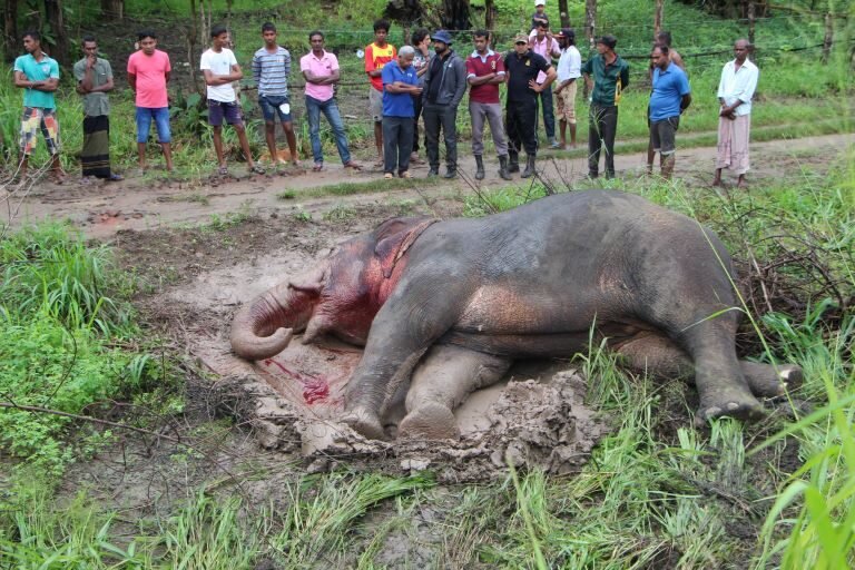 HELP SAVE THE WILD ELEPHANTS IN SRI LANKA.