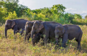 HELP SAVE THE WILD ELEPHANTS IN SRI LANKA.