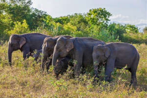 HELP SAVE THE WILD ELEPHANTS IN SRI LANKA.