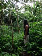 Jimmy's favorite grove in the corridor, a forest