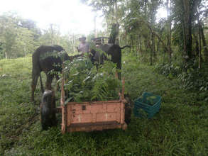 Hauling trees w/oxen from Felipa's nursery