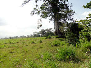 New farm w/giant Chilamate tree awaiting friends