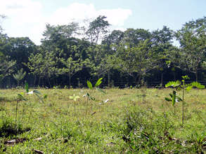 Last trees planted in the Rio Sol Bio Corridor
