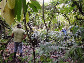 Preparing the planting area at Isidro Acosta's