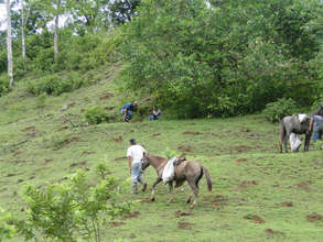 Horses carrying trees to planting destination