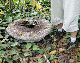 Giant Mushroom on the Rio Sol