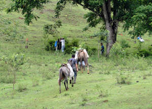 Horses carrying trees to planting destination