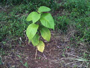 Look at the progress, see the yellow leaves