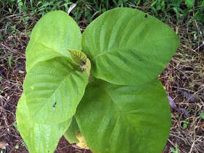 The heart of the baby crown, pushing out leaves