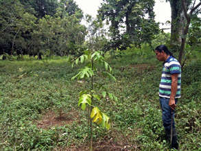 Lillian Tinoco's reforested area planted on event