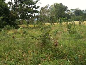 Growing strong at Lillian and Julio Tinocos