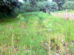 Lillian Tinoco's area within the constructed fence