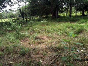 Lillian's field today planted 6 months ago