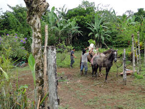 Loading trees on the horses