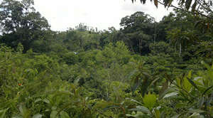 Same spot, see the top of house roof? TREES, TREES