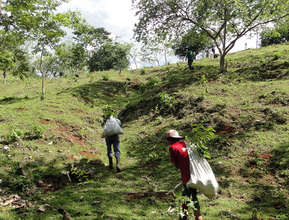 Hauling trees to planting site