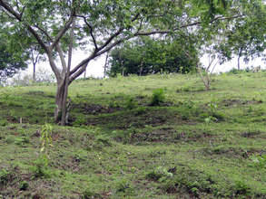 First four hectares planted the week before