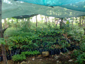 Felix (Moncho) Mejias nursery