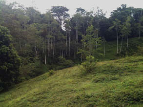 Finca La Nica pasture to be planted