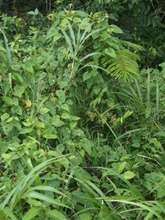Overgrown tree before cleaning