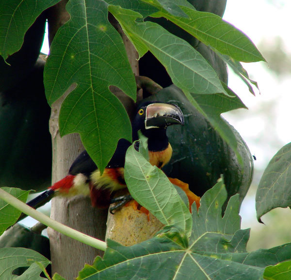 Rio Sol Bio Corridor, Maleku Reserve, Costa Rica