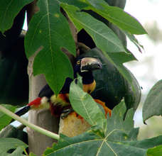 Aracari eating a papaya