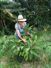 Yos tree, medium fast grower